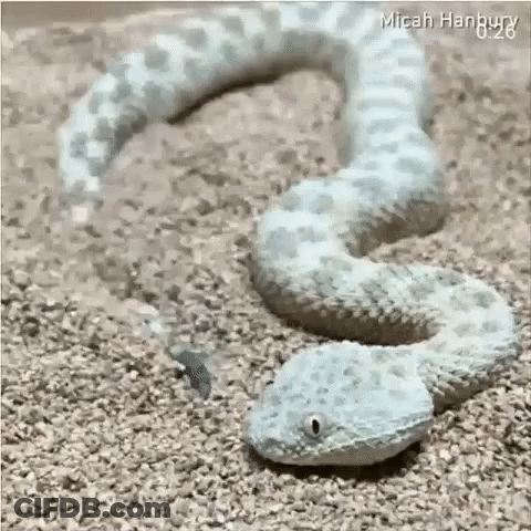 White Rattlesnake Crawling On Ground GIF