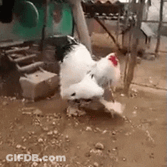 White Rooster Standing On Hind Legs GIF