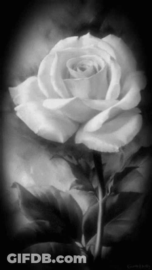 White Rose Moving Petals GIF