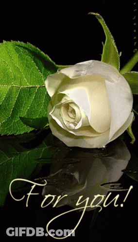 White Rose Saying For You GIF