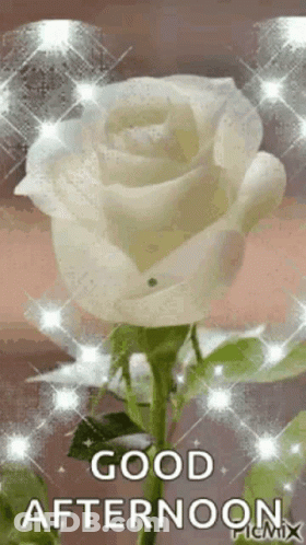 White Rose Saying Good Afternoon GIF