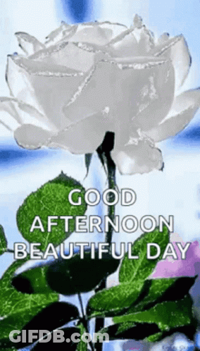 White Rose Surrounded By Green Leaves Good Afternoon GIF