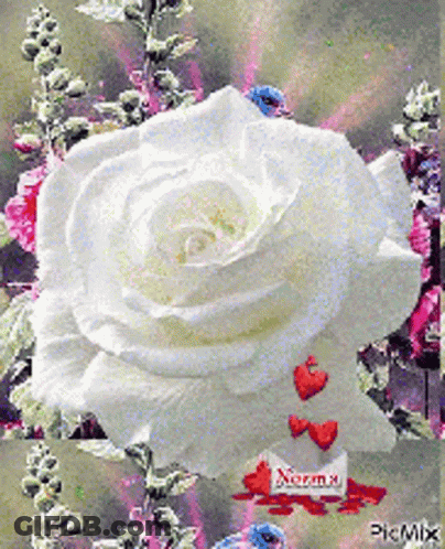 White Rose Surrounded By Red Hearts With Norma Sign GIF