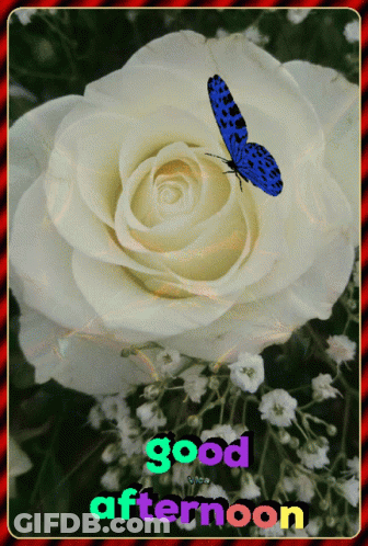 White Rose With Blue Butterfly Good Afternoon GIF