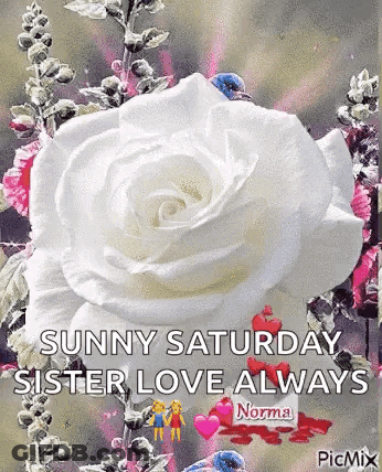 White Rose With Sunny Saturday Sister Love GIF