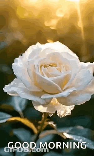 White Rose With Water Drops Good Morning GIF