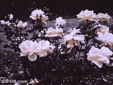 White Roses Growing In Garden GIF