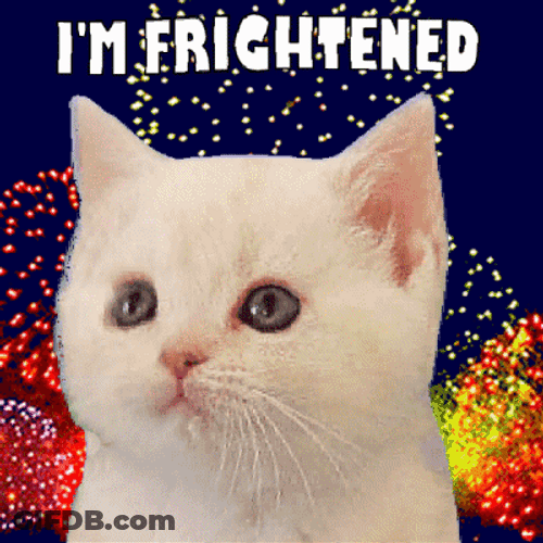 White Scared Cat Frightened GIF