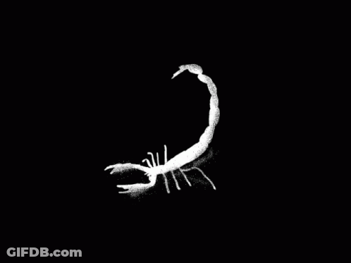White Scorpion Crawling On Black Surface GIF
