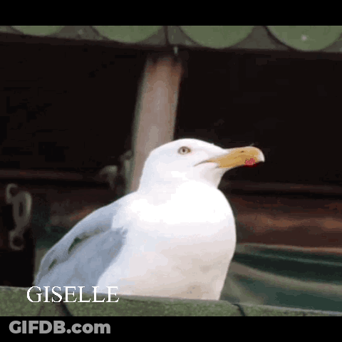 White Seagull With Red Beak Named Giselle GIF