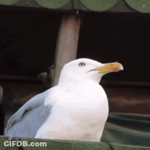 White Seagull With Yellow Beak Sitting On Ledge GIF