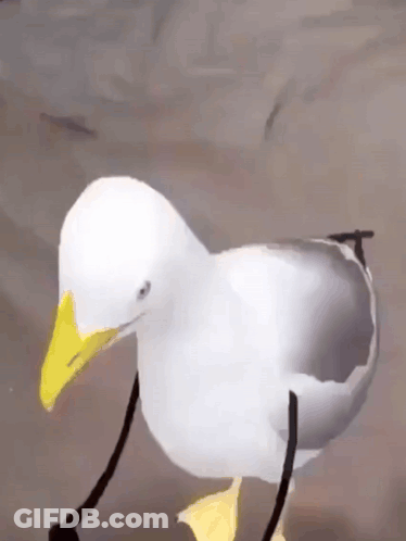 White Seagull With Yellow Beak Standing On Rock GIF
