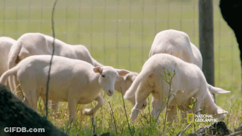 White Sheep Grazing In Field With National Geographic GIF