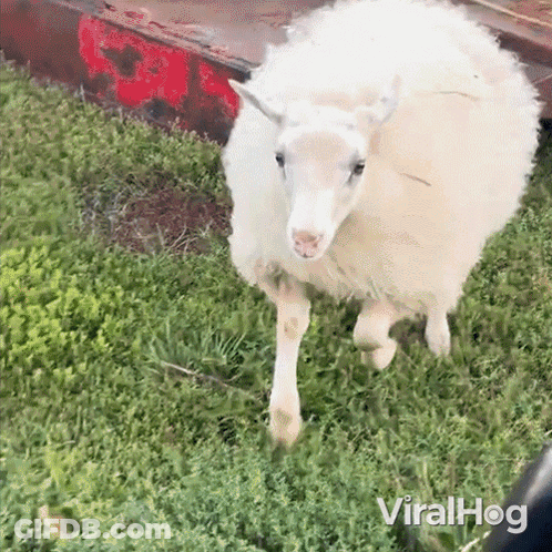White Sheep In Grassy Field Viralhog GIF