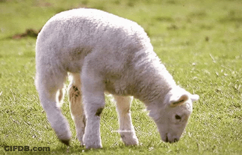 White Sheep In Grassy Field With Sheep Text GIF