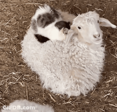 White Sheep Lying On Black And White Sheep GIF