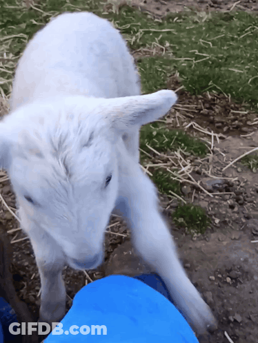 White Sheep Next To Blue Shirt GIF
