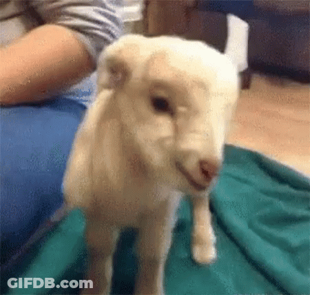 White Sheep Sitting On Green Blanket GIF