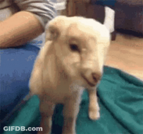 White Sheep Standing Beside Person GIF