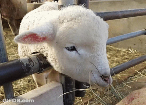 White Sheep With Red Spot Eating Grass GIF