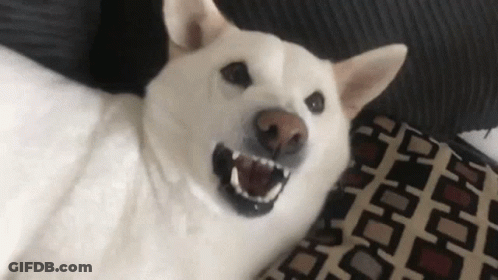 White Shiba Inu Laying On Couch GIF