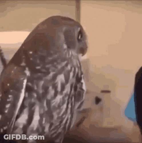 White Shirt Woman Saying What At Table And Chairs GIF