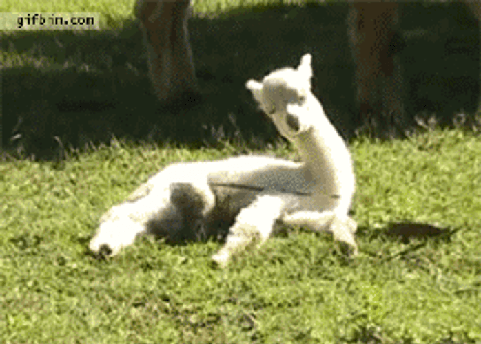 White Sleepy Alpaca GIF