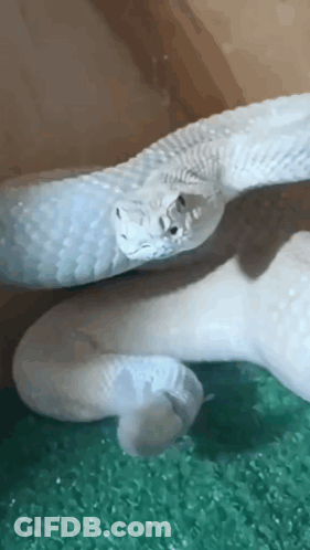 White Snake Laying On Green Surface GIF