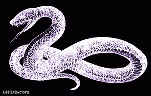 White Snake With Tongue Out GIF