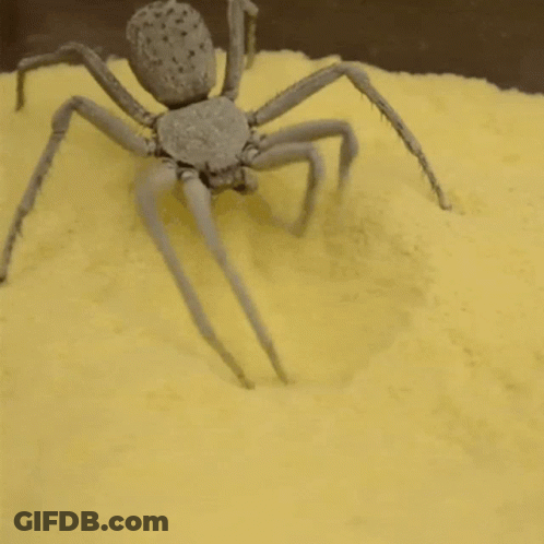 White Spider Crawling On Yellow Surface GIF