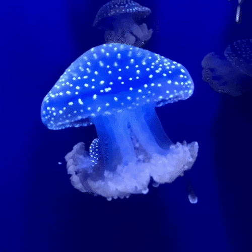 White-Spotted Jellyfish Moving GIF