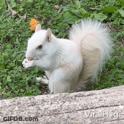 White Squirrel Eating Nut In Grass With Viralhog Logo GIF