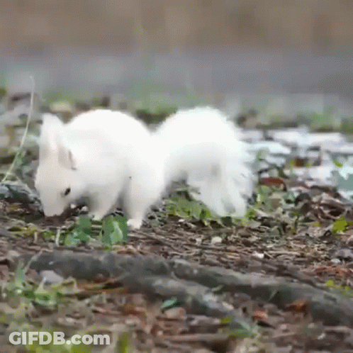 White Squirrel Standing In Grass Looking For Food GIF