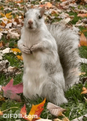 White Squirrel Standing In Grass With Leaves GIF