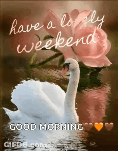 White Swan Saying Lovely Weekend Good Morning GIF