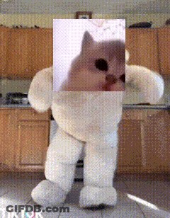 White Teddy Bear With Cat Picture GIF