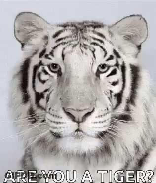 White Tiger Face Are You A Tiger GIF