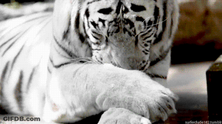 White Tiger Licking Feet GIF