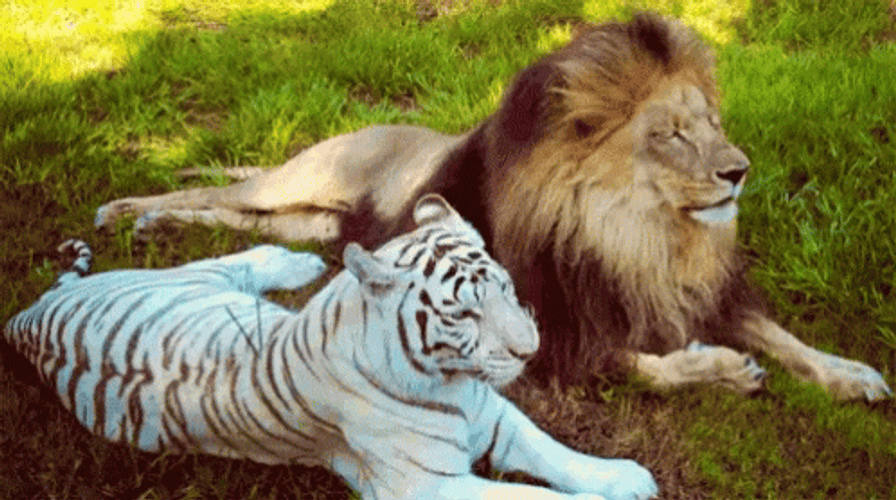 White Tiger Lion Chilling Shade GIF