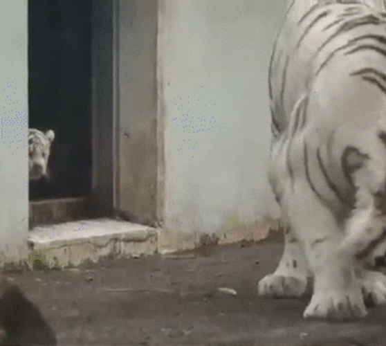 White Tiger Scared Jump GIF