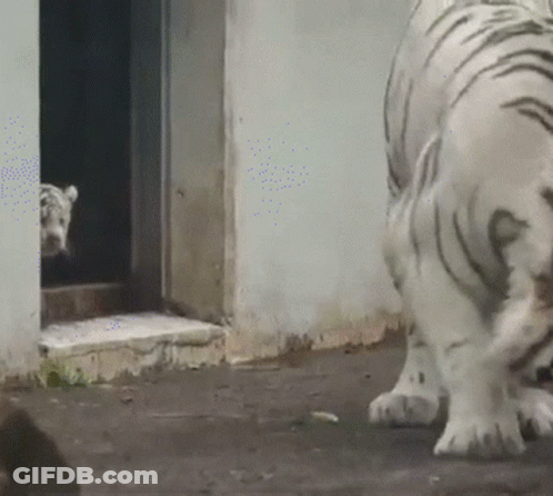 White Tiger Standing By Door GIF