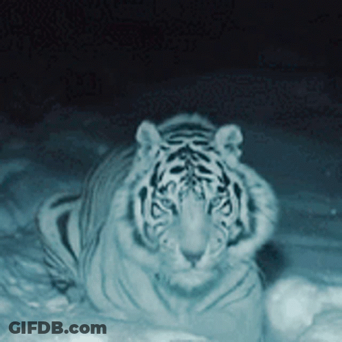 White Tiger Walking Through Snow At Night GIF