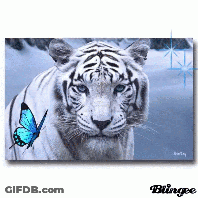 White Tiger With Blue Butterfly GIF