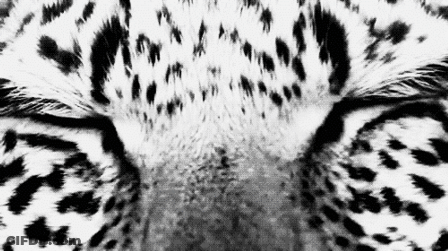 White Tiger With Blue Eyes GIF