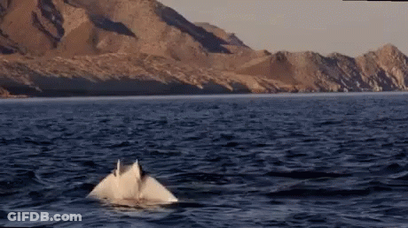 White Whale Swimming In Ocean With Mountains GIF