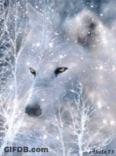 White Wolf Akela 73 In Snow GIF