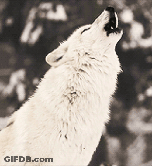 White Wolf Howling GIF
