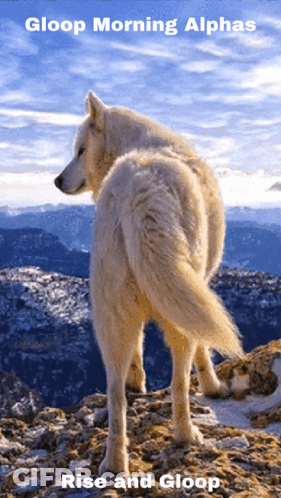 White Wolf On Mountain Saying Rise And Gloop GIF