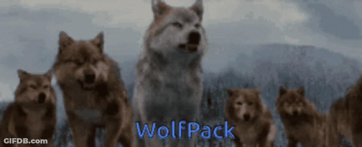 White Wolf Pack Leader GIF