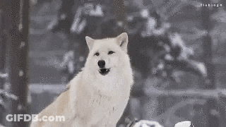 White Wolf Sitting In Snow GIF